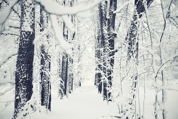 Inverno natureza geada — Fotografia de Stock