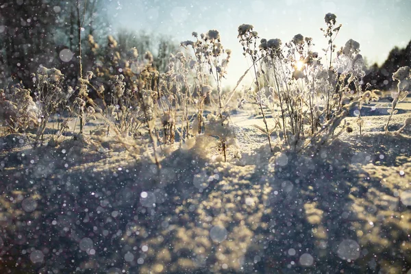 Ormandaki karlı kış — Stok fotoğraf