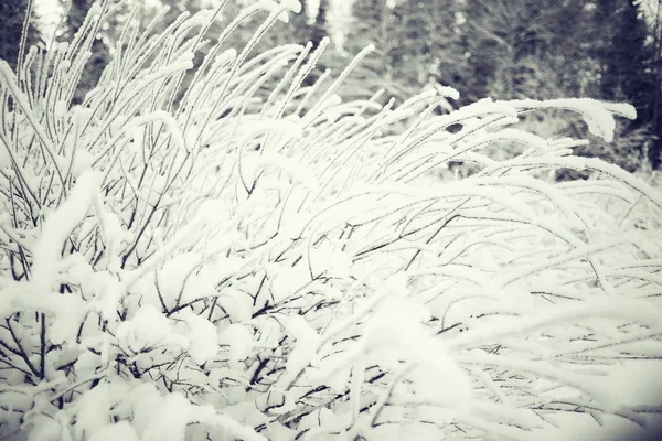 Invierno heladas naturaleza —  Fotos de Stock