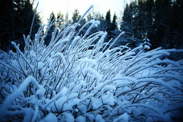 Vinter skog i rimfrosten — Stockfoto