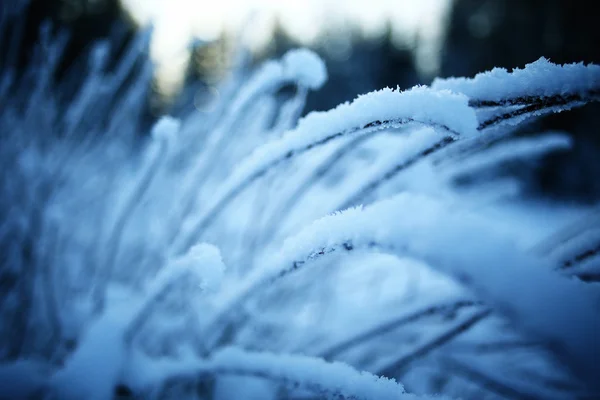 Grass covered with white rime — Stock Photo, Image