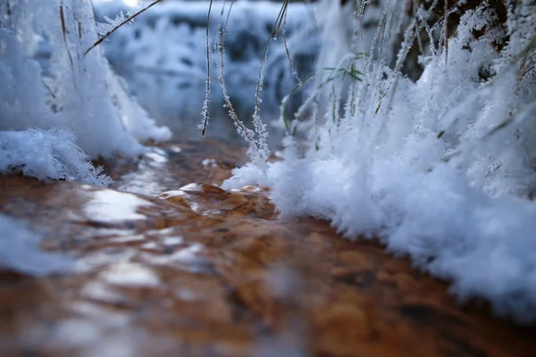 Début du printemps dans le champ — Photo