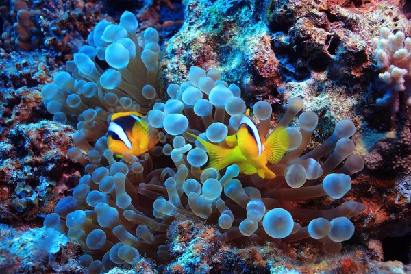 Peixes palhaços nadando em recifes — Fotografia de Stock