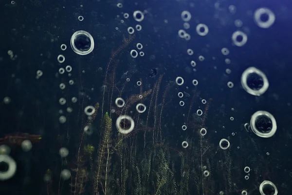 Unterwasserwelt im See — Stockfoto