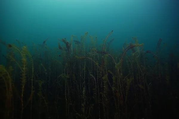 Lake Underwater World — Stock Photo, Image