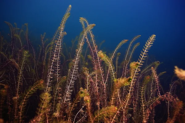 Unterwasserwelt im See — Stockfoto