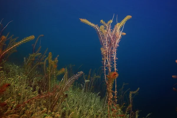 湖の水中世界 — ストック写真