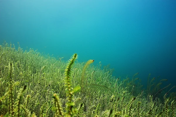 Озеро підводний світ — стокове фото