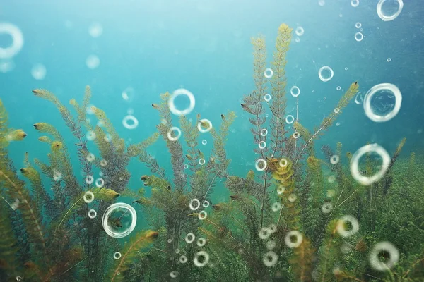 Unterwasserwelt im See — Stockfoto