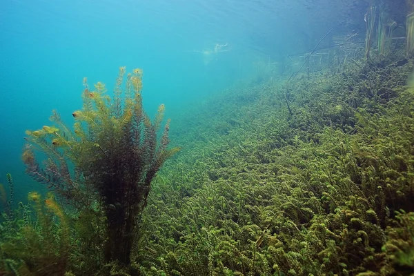 Озеро підводний світ — стокове фото