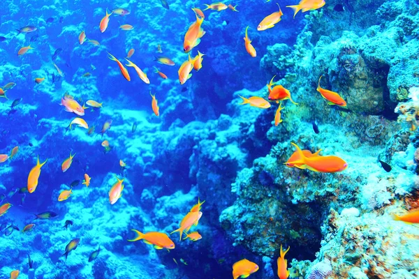 Colorful Underwater world — Stock Photo, Image