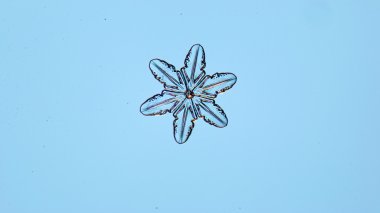 doğal kristal kar tanesi