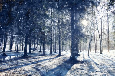 Ormandaki erken kış