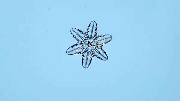 Natuurlijke kristallen sneeuwvlok — Stockfoto