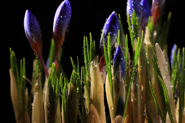 Fresh blue crocuses in water drops — Stock Photo, Image