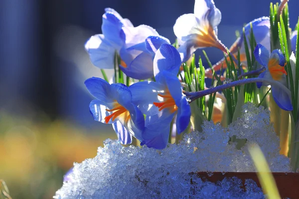 Belas flores de primavera azul — Fotografia de Stock