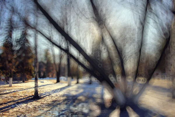 Früher Winter im Wald — Stockfoto