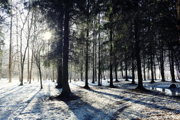 Ormandaki erken kış — Stok fotoğraf