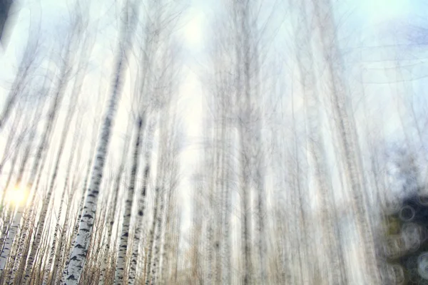 Tidig vinter i skogen — Stockfoto