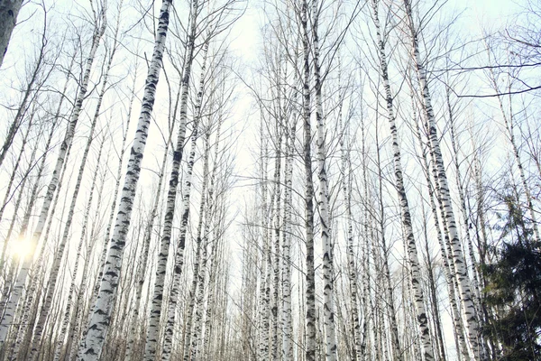 Früher Winter im Wald — Stockfoto