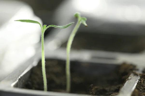 Brotes de plántulas verdes frescas — Foto de Stock