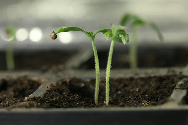 Brotes de plántulas verdes frescas — Foto de Stock