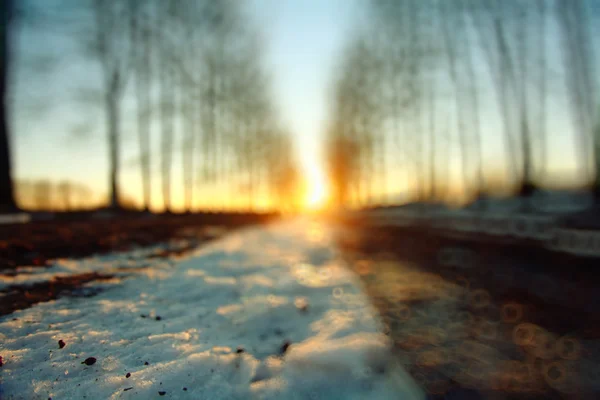 Počátkem zimy v lese — Stock fotografie