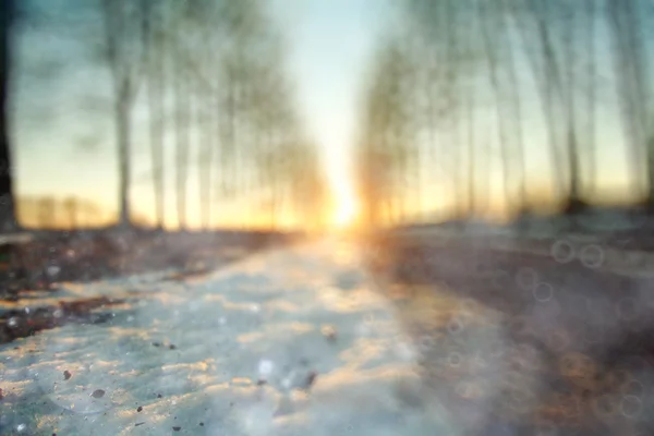 Début d'hiver en forêt — Photo