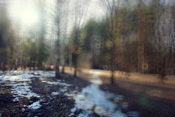 Invierno temprano en bosque —  Fotos de Stock