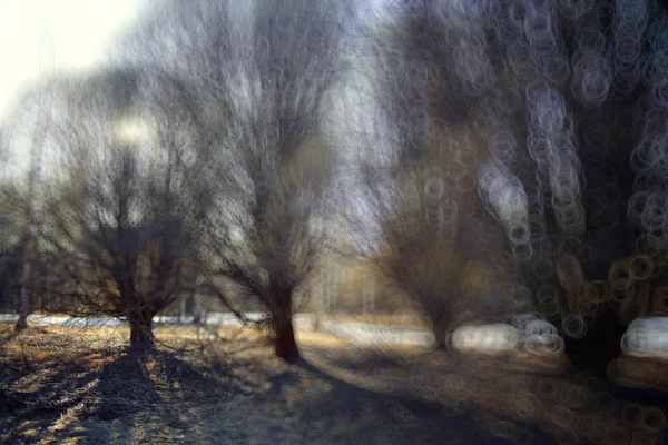 Vroege winter in bos — Stockfoto