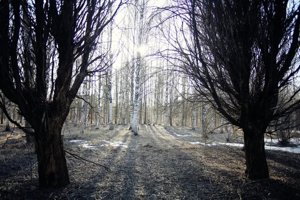 Início da primavera na floresta — Fotografia de Stock