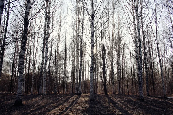 Início da primavera na floresta — Fotografia de Stock