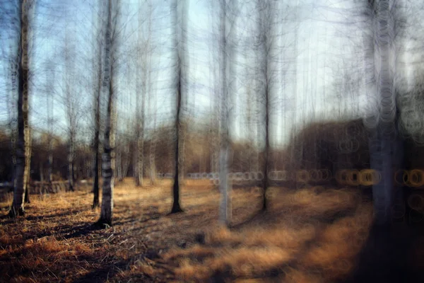 Invierno temprano en bosque — Foto de Stock