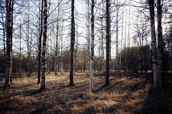 早春の森 — ストック写真
