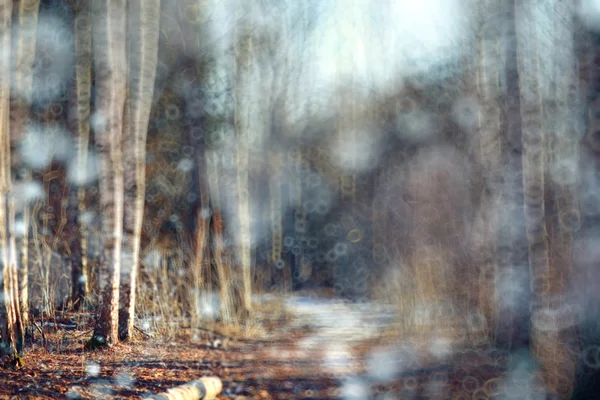 Рання зима в лісі — стокове фото