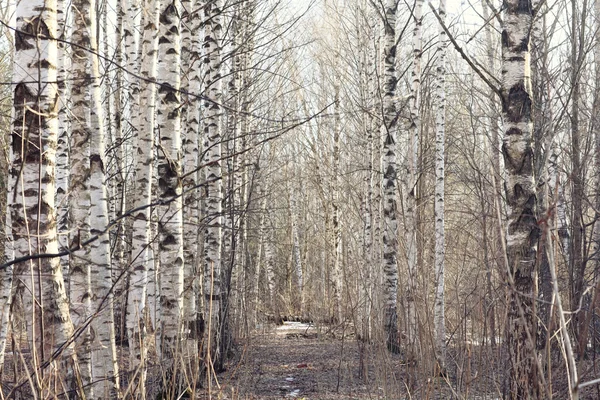 Vorfrühling im Wald — Stockfoto