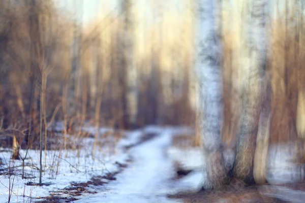 Früher Winter im Wald — Stockfoto