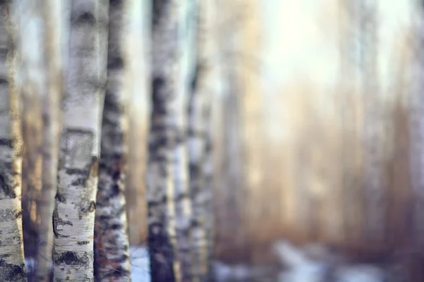 Tidig vinter i skogen — Stockfoto