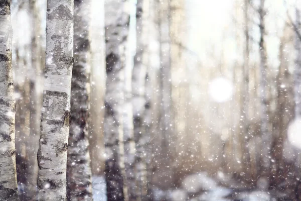 Ранняя зима в лесу — стоковое фото