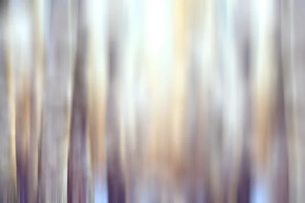 Winter forest with motion effect — Stock Photo, Image