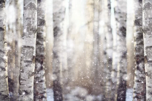 Invierno temprano en bosque —  Fotos de Stock