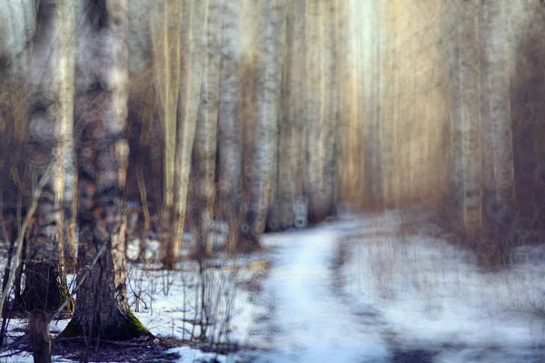 Kora téli erdőben — Stock Fotó