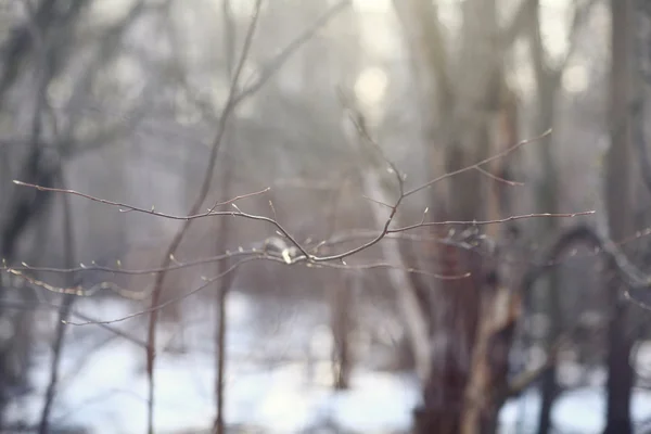 Início do inverno na floresta — Fotografia de Stock