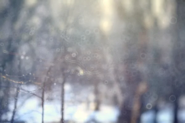 Invierno temprano en bosque —  Fotos de Stock