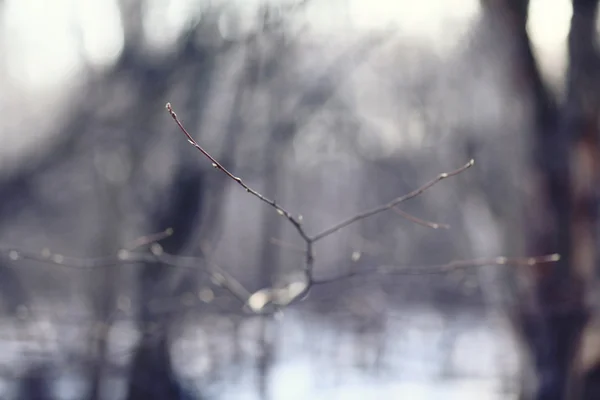 숲 속의 이른 봄 — 스톡 사진