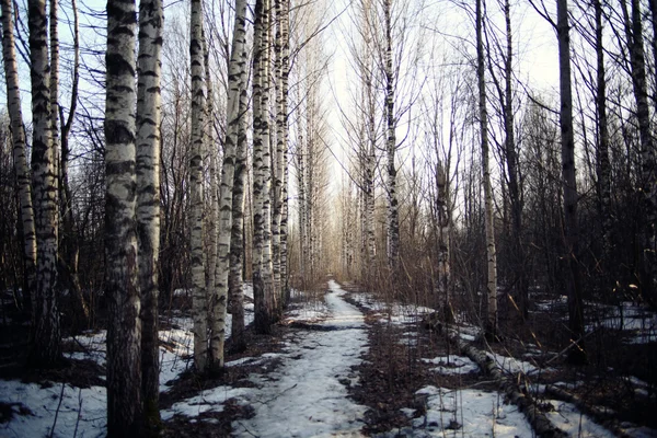 숲 속의 이른 봄 — 스톡 사진