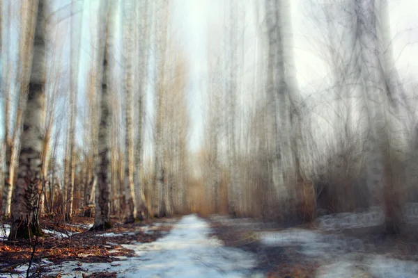 Inizio inverno nella foresta — Foto Stock