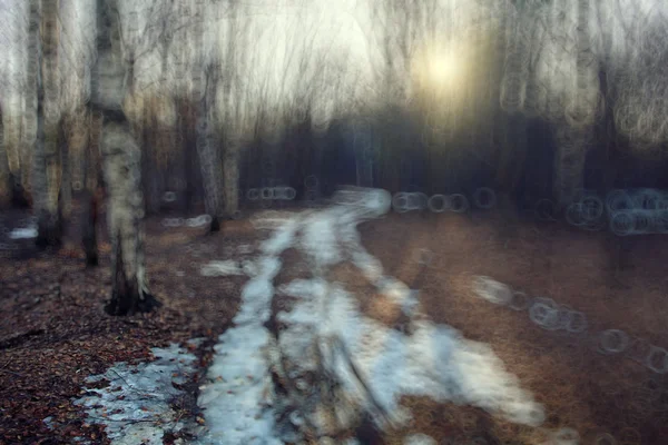 Früher Winter im Wald — Stockfoto