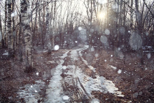 Início do inverno na floresta — Fotografia de Stock