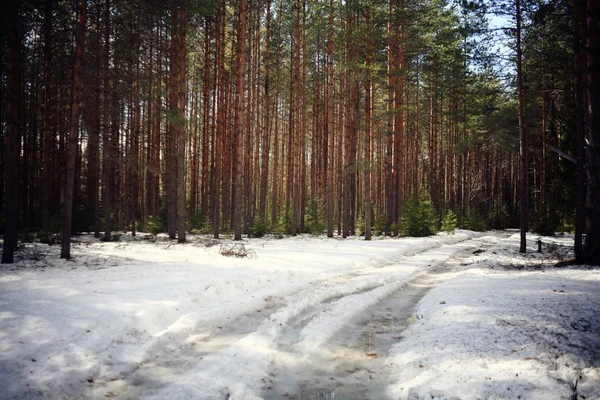 Inizio inverno nella foresta — Foto Stock